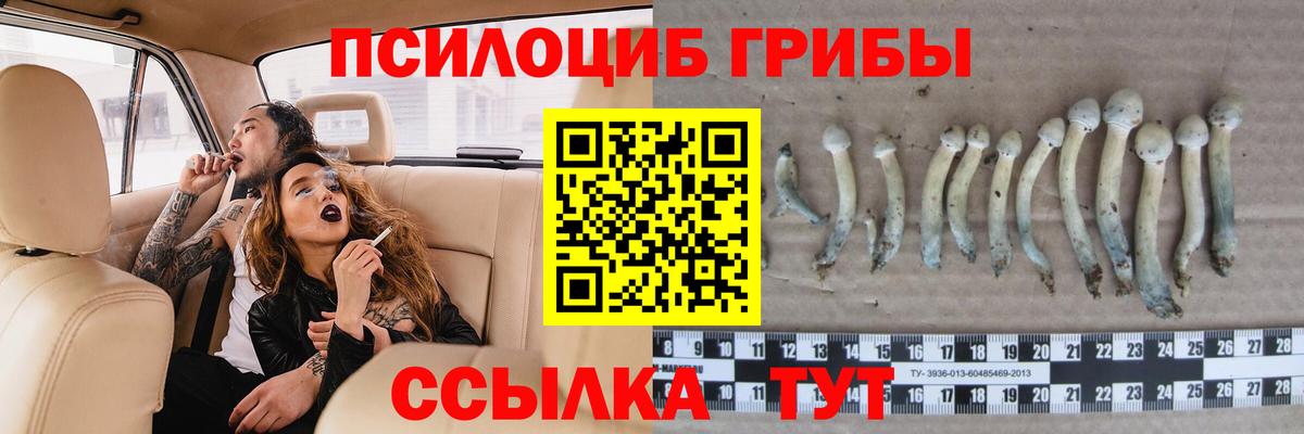 Псилоцибиновые грибы GOLDEN TEACHER Сибай